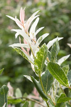 gros plan du feuillage de Salix integra 'Hakuro-Nishiki'	