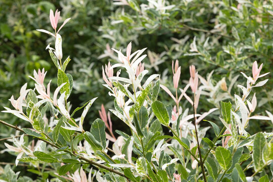 gros plan du feuillage de Salix integra 'Hakuro-Nishiki'	