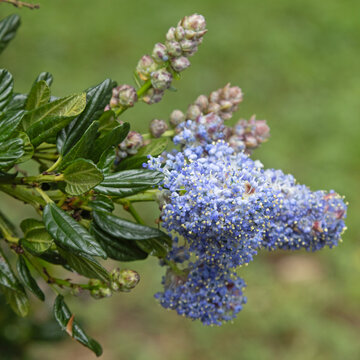 Gros plan d'une fleur de Ceanothus thyrsiflorus