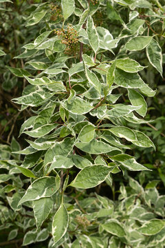 Feuillage du Cornus alba 'Sibirica Variegata'