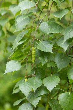 Feuillage du Betula pendula