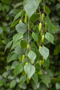 Feuillage du Betula pendula