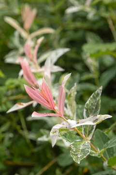 gros plan du feuillage de Salix integra 'Hakuro-Nishiki'	