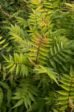 Feuillage de Sorbaria sorbifolia