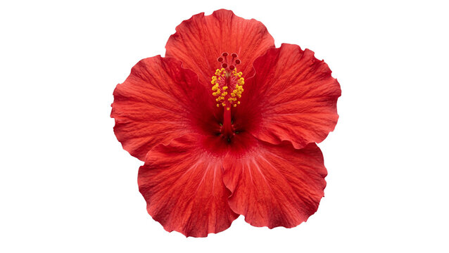 Red hibiscus flower close up on transparent background