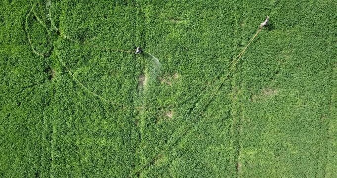 Aerial view of farmers working in a lush green agricultural field with long tools in Karnal, Haryana, India.