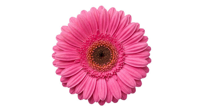 Pink gerbera daisy flower close up on transparent background