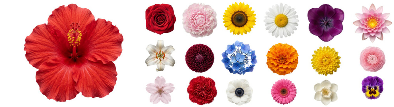 Collection of vibrant flowers in various colors on transparent background