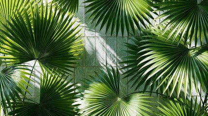 Obraz premium Sunlit palm leaves create a tropical, summer paradise with a jungle feel.