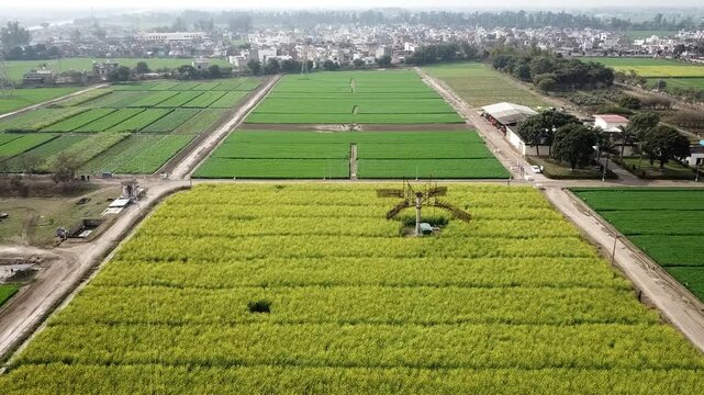 Aerial view of vibrant green and yellow agricultural fields divided by dirt roads near trees and buildings in Karnal, Haryana, India.