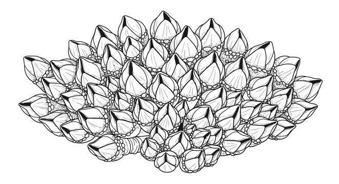 Black and white scientific drawing of goose barnacles cluster