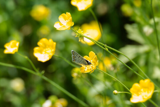 Male sooty copper butterfly (Lycaena tityrus) perched on yellow marsh marigold in Zurich, Switzerland