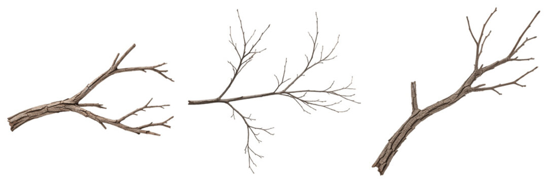 Dry Tree Branches Set - Realistic Bare Wood Twigs, Isolated PNG Elements for Autumn Nature Landscapes, Forest Designs, and Scrapbooking Projects