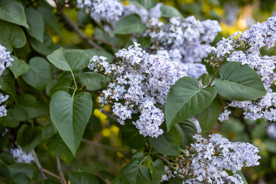 Clustered purple lilac blossoms on branches with lush green leaves in spring garden