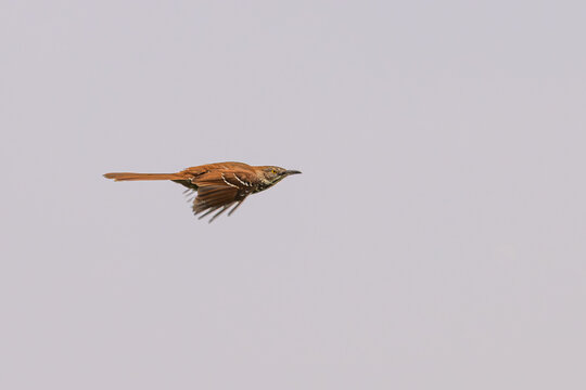 Closeup of a brown trasher in flight.