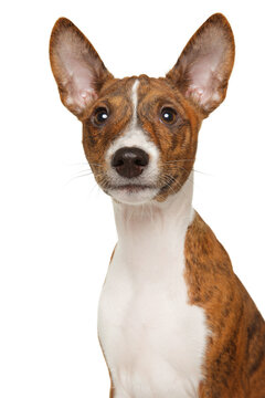 Close up portrait of a alert brown brindle basenji puppy