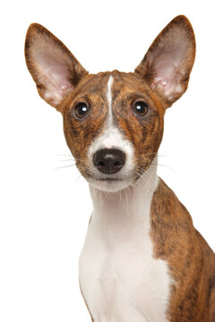 Basenji puppy with brindle coat and large pointed ears