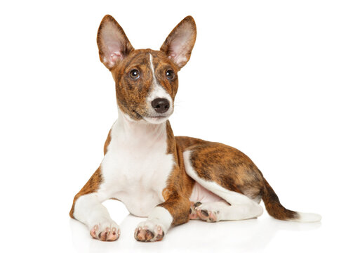 Brindle basenji puppy lying on a white background