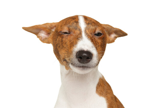 Funny basenji dog winking on a white background