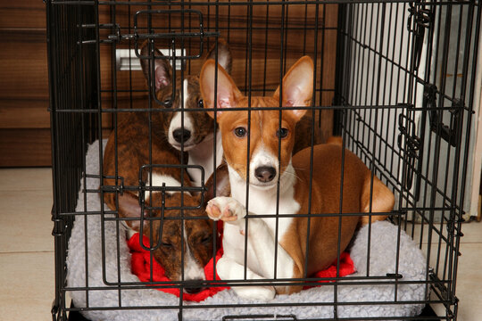 Basenji dogs rest together inside a black metal wire crate