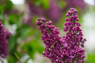 Obraz premium A Common Lilac bush of the Charles Joly variety. Double purple flowers. Month of May. Outdoors near a house. Bokeh background.