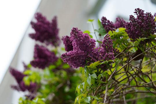 A Common Lilac bush of the Charles Joly variety. Double purple flowers. Month of May. Outdoors near a house. Bokeh background.
