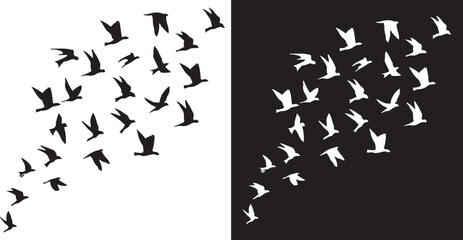 Flock of Birds in Flight: Two striking visual representations of birds in flight, one set against a stark white background and the other against a deep black.png © Muneeb
