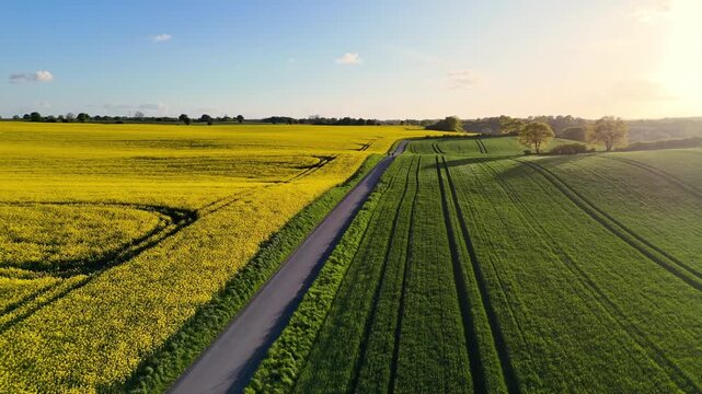 Aerial view of yellow rapeseed fields and green meadows divided by a rural road under a bright sun in Freienwillen Langballig, Schleswig-Holstein, Germany.