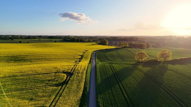 Aerial view of yellow rapeseed fields and green meadows divided by a narrow road during sunset, Langballig, Schleswig-Holstein, Germany.