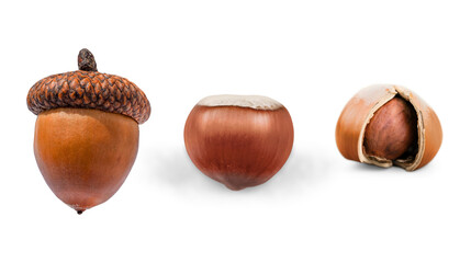 Collection of autumn nuts featuring a brown acorn with its cap and two hazelnuts one shelled and one partially open isolated on white background hazelnut © Sahazadi