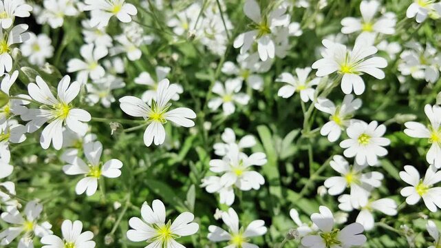 White flowers of cerastium tomentosum bloom in a lush green field, showcasing delicate petals and vibrant yellow centers, creating a serene natural landscape