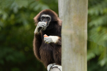Fototapeta premium lar gibbon white-handed gibbon, an endangered primate in the gibbon family