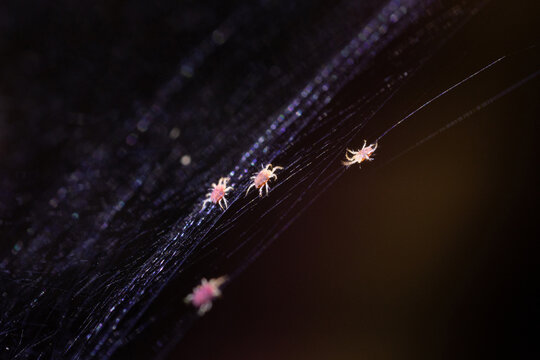 Tetranychus urticae red spider mite or two-spotted spider mite