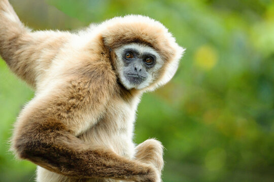 lar gibbon white-handed gibbon, an endangered primate in the gibbon family