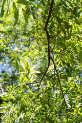 Fototapeta premium green leaves in sunlight