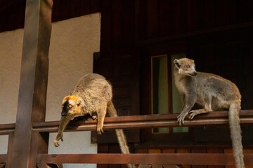 Fototapeta premium Crowned lemur Eulemur coronatus eating fruits