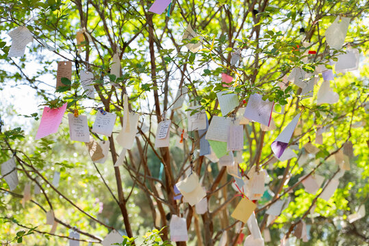 love letters on a tree