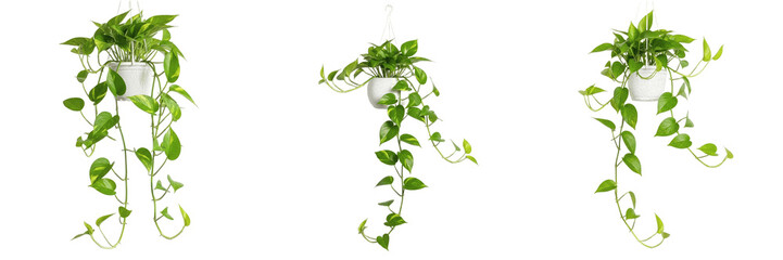 Set of Potted Green Ivy Plants and Hanging Houseplant Vines Isolated on White Background, PNG, oil paint © Stock C