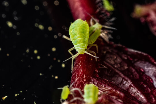 very close big macro portrait of aphids