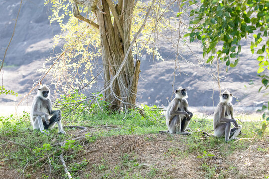 black faced grey langur monkey in Yala National Park, Sri Lanka
