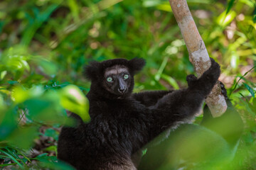 Fototapeta premium Lemur Indri indri, babakoto largest lemur from Madagascar