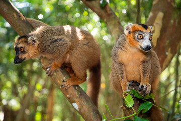 Crowned lemur Eulemur Coronatus, endemic animal © Elena