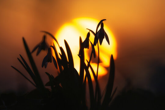 Silhouette eines Schneegl&ouml;ckchens in der untergehenden Abendsonne im Fr&uuml;hjahr