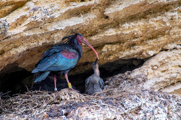 Northern bald ibis feeding its chick. © StockPhotoAstur