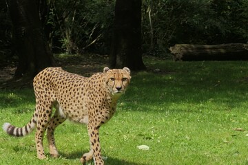 Cheetah in Forest Clearing — Acinonyx jubatus © M
