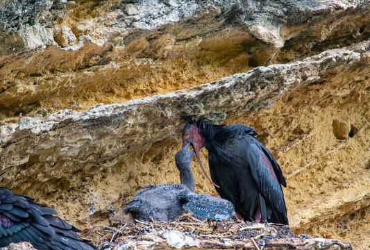 Northern bald ibis feeding its chick.