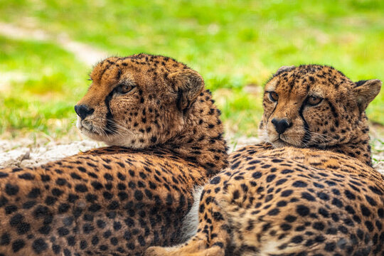two cheetahs are resting nearby on the green grass, close up