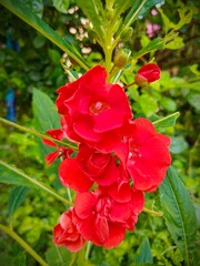 Obraz premium red rose in the garden