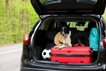Fototapeta premium Cute dog and luggage in car trunk. Traveling with pet