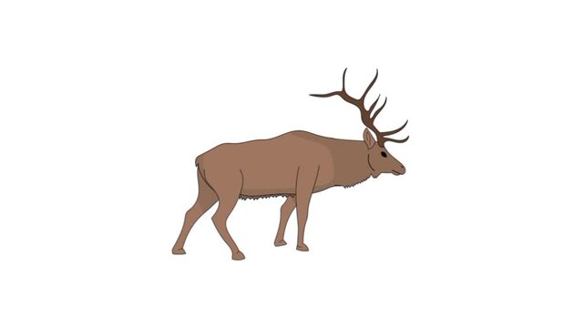 Swamp deer animal 3d cartoon animation 